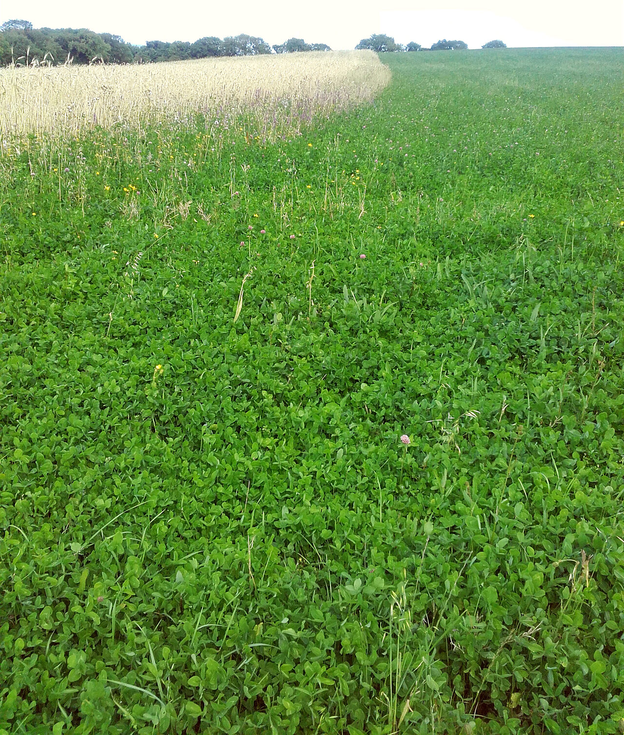 Workman red clover cover crop resized