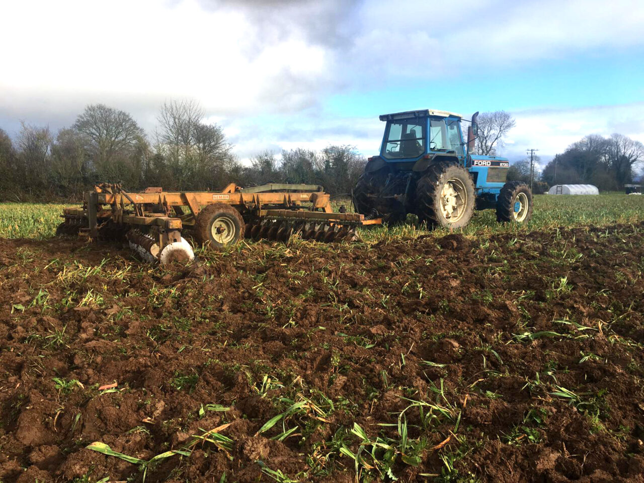 Terminating the Cover Crop with Disc Harrow