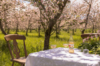 Table in orchard blossom time