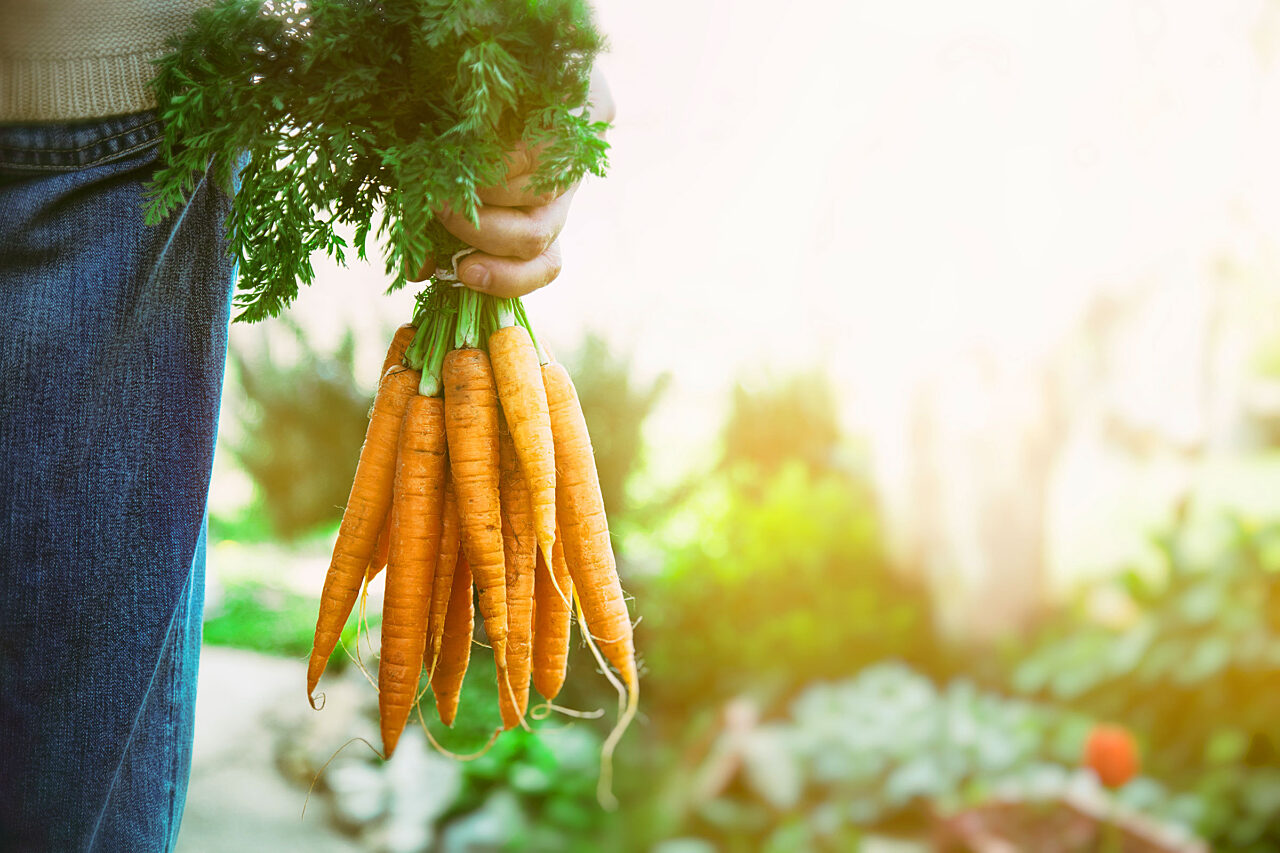Carrots the organic trust