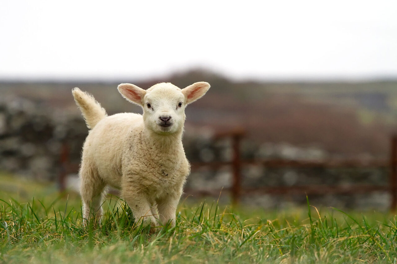 Lamb the organic trust